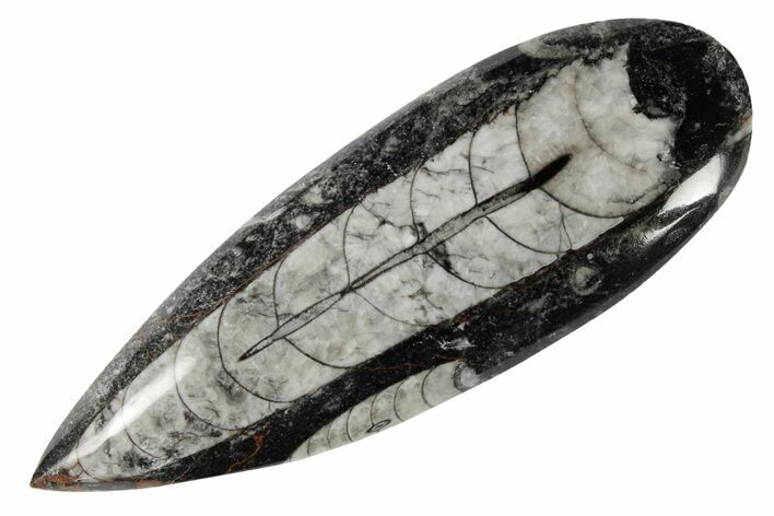 Polished Fossil Orthoceras (Cephalopod) - Morocco #182047